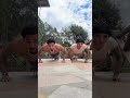 #ddg #justjordi #jordi #boxing #pushupchallenge