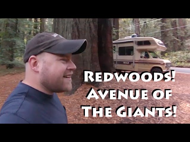 Bigfoot Found in the Redwoods