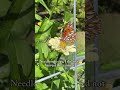 Pollinators are the garden’s best friend