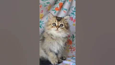 Watch the video about Scottish Longhair Kitten in a Golden Fur Coat Named Kelvin