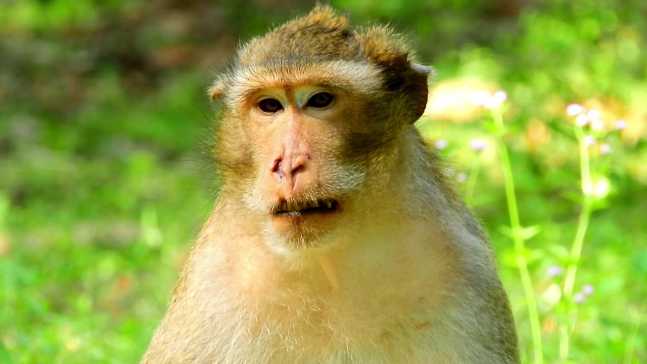 baby monkey crying for milk Welcome ! Welcome come Back of Monkey AChep Again.