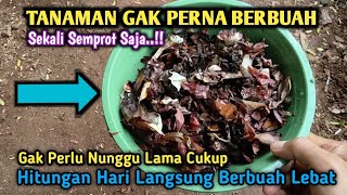 Download Lagu Semua Jenis Tanaman Langsung Berbuah Lebat Hanya Dalam Hitungan Hari Saja !! MP3