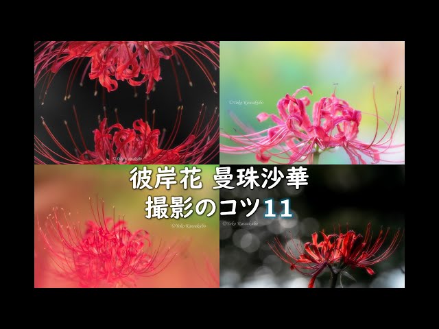 石垣と曼珠沙華 (彼岸花) 花撮影】彼岸花・曼珠沙華の撮影方法 11のコツ｜写真9枚で解説