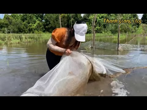 Video Đổ dớn mùa nước lên làm món cá chiên bột ăn kèm với... - youtube