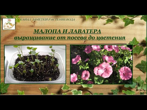 Видео: Малопа (55 снимки): разлики между цвете и лаватера. Засаждане и грижи на открито. Малопа лилав и трирезен, други видове. Отглеждане от семена