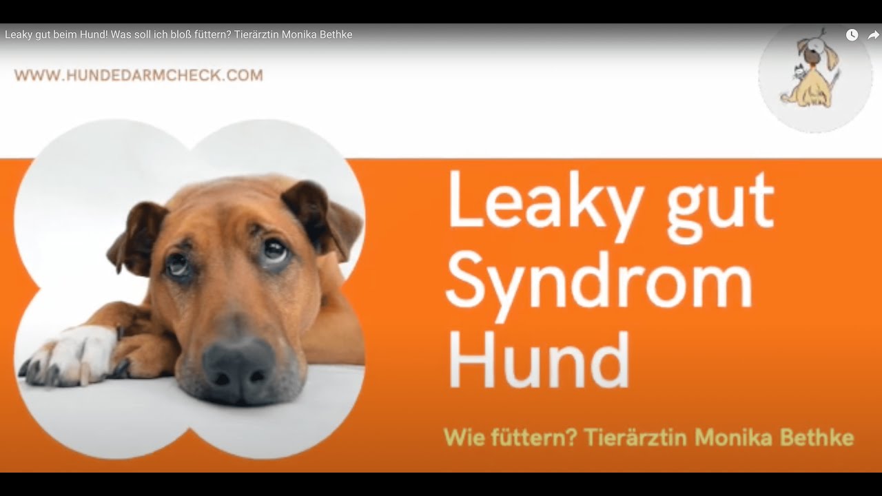 Leaky gut beim Hund! Was soll ich bloß füttern? Tierärztin Monika Bethke