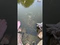 i feed the koi fish