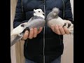 Ленинаканские голуби, армянские голуби, анонс премьеры ролика  02.02 или 03.02.  #pigeon#pigeon#