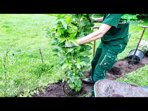 Видео: Посадка живой изгороди из калины – советы по созданию живой изгороди из калины в ландшафте