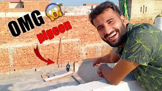 i am Catching a Beautiful Pigeon || Pets Vlog