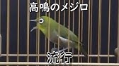 野鳥 メジロのさえずり Wild Birds White Eye Warbling Youtube