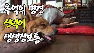 추억의 생생정보통 역대급 명견 신덕이 ㅣ KBS방송