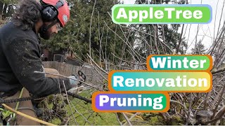 Winter fruit tree pruning: Renovation pruning on old apple tree.