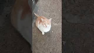домашние животные прогулка дружба друзья