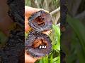 Black sapote #fyp #trivia #food #youtubeshorts #fruit #viral
