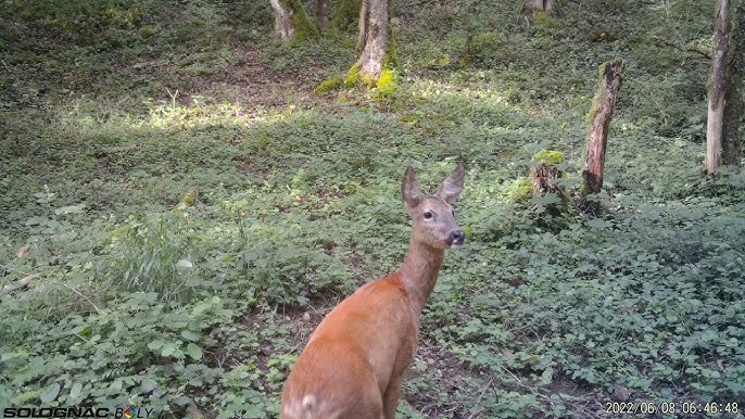 Deer alarm call 