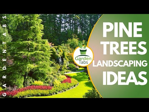 Video: House Around The Pine Trees