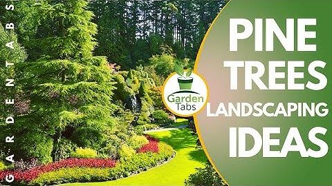 Pine Trees Landscaping Ideas