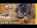 Deadly Revenge Blood Feuds Epic Battles Animal Fight Night MEGA EPISODE Nat Geo Animals