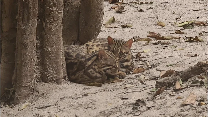 Video 7412191: beautiful asian leopard cat, cat kitten tiger, tiger cat cute, cat kitten dog animal, tiger funny cat