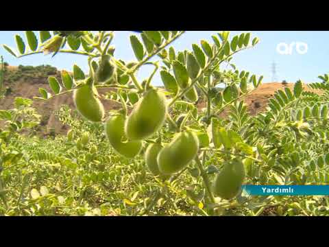 Video: Cənub noxud bitkilərinin nematodları - Cənub noxudlarını kök düyünlü nematodlarla necə müalicə etmək olar