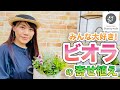 【秋といえばこれ！】ビオラで豪華な寄せ植えを作ろう！　#58