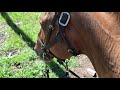 Horses, rocky trails, and mountains 🏞🐎