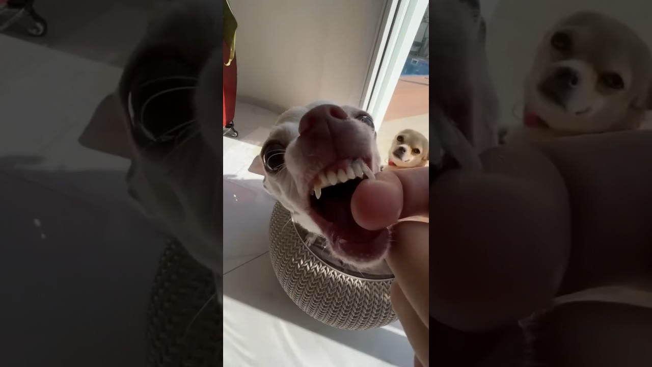 The Kuchi Kuchi chihuahua vs bulldog ? #mreviatar #nikiozeri #angrychihuahua #chiuahua