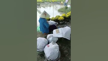 Cúc Mâm Xôi Sỉ tại vườn 2022