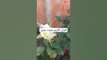 القرآن الكريم بصوت جميل #explore #قرانكريم #قران_كريم #تيك_توك #قران #لايك #quran #راحة_نفسية