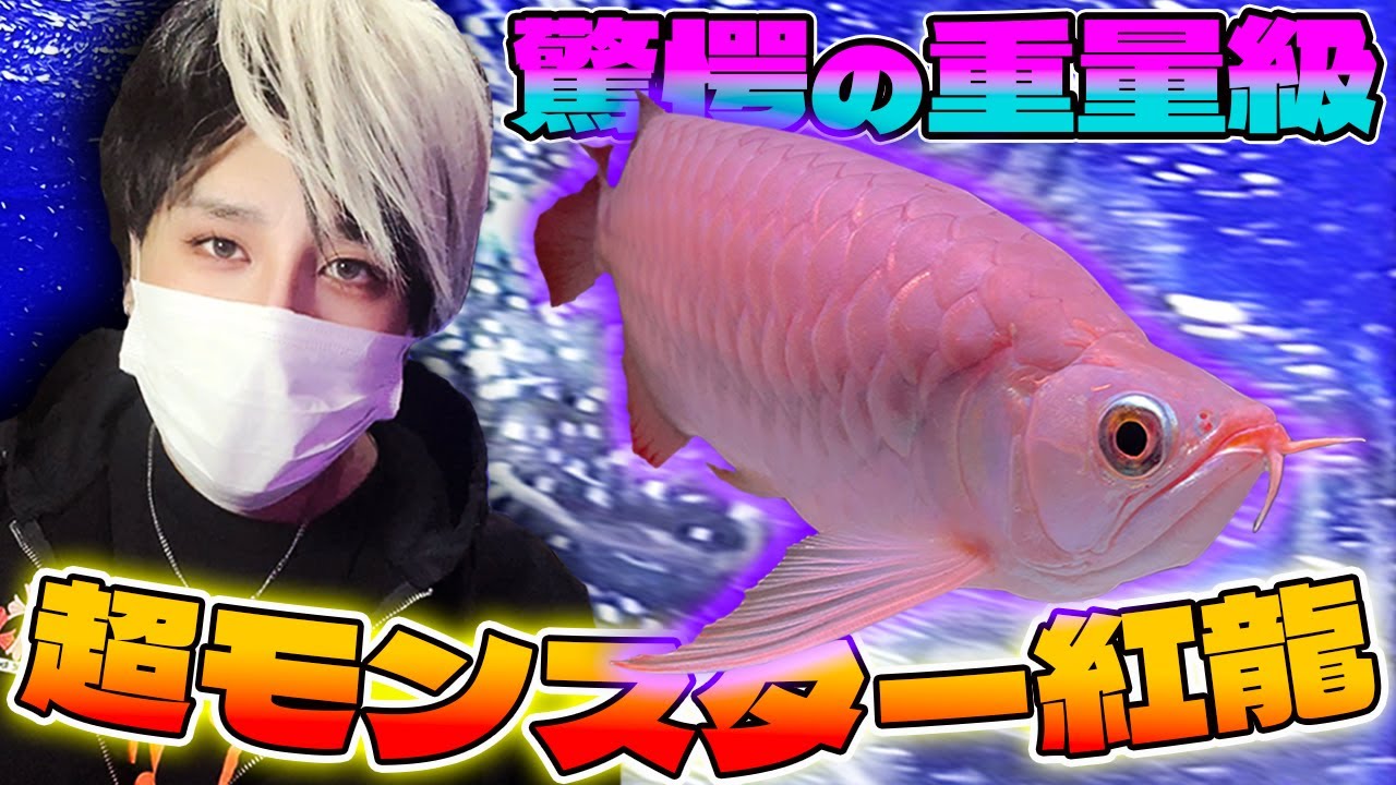 アジアアロワナ紅龍スーパーモンスター前線！これはエグイ！ラフレシアRafflesia