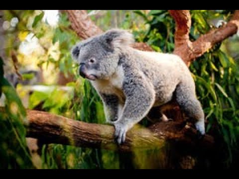 Video: Come Vivono I Koala?
