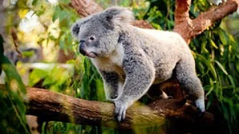 Che si mangiano i koala?