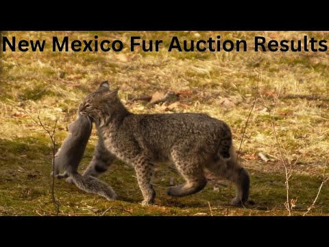 New Mexico Fur