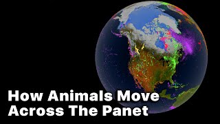 How Animals Move Across The Planet