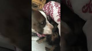 Jasmine And Bb Play Fighting.