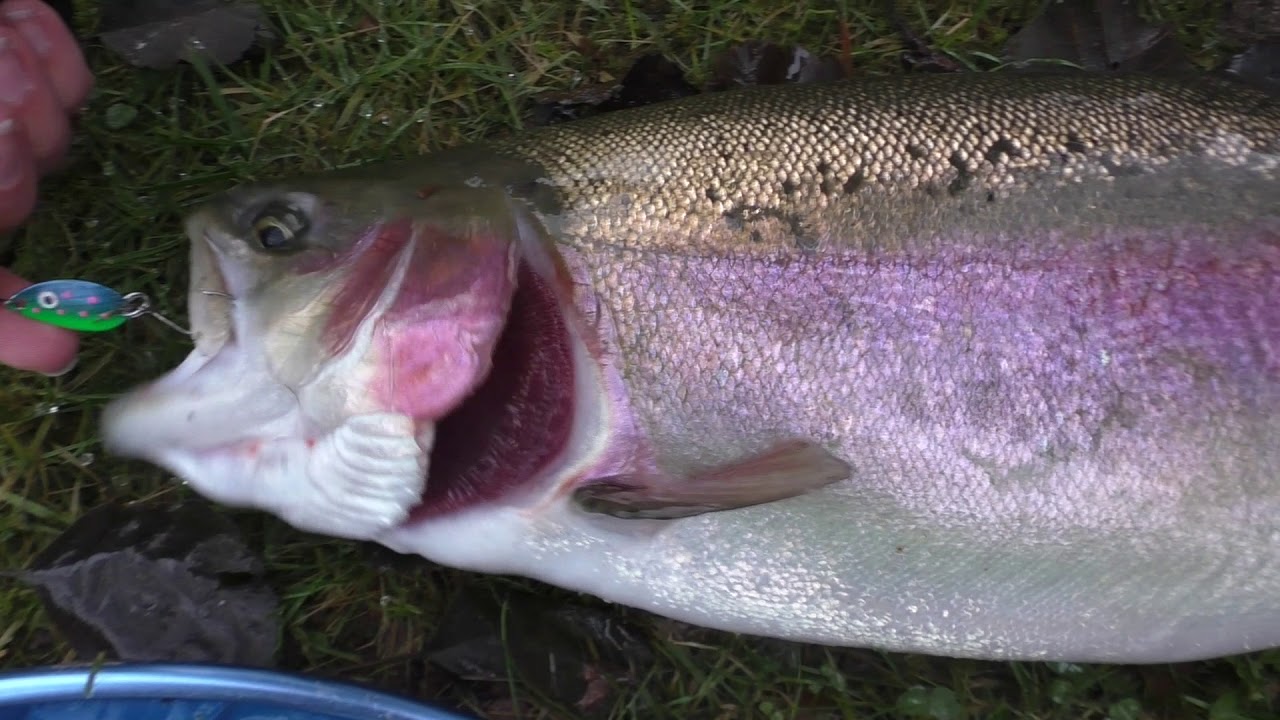 Forellen Spoon Angeln Balzer YouTube