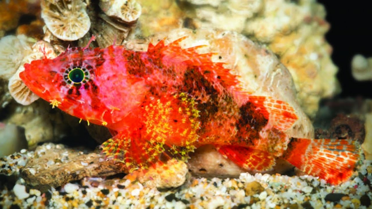 Scientists Keep Finding Odd Animals In The Ocean YouTube