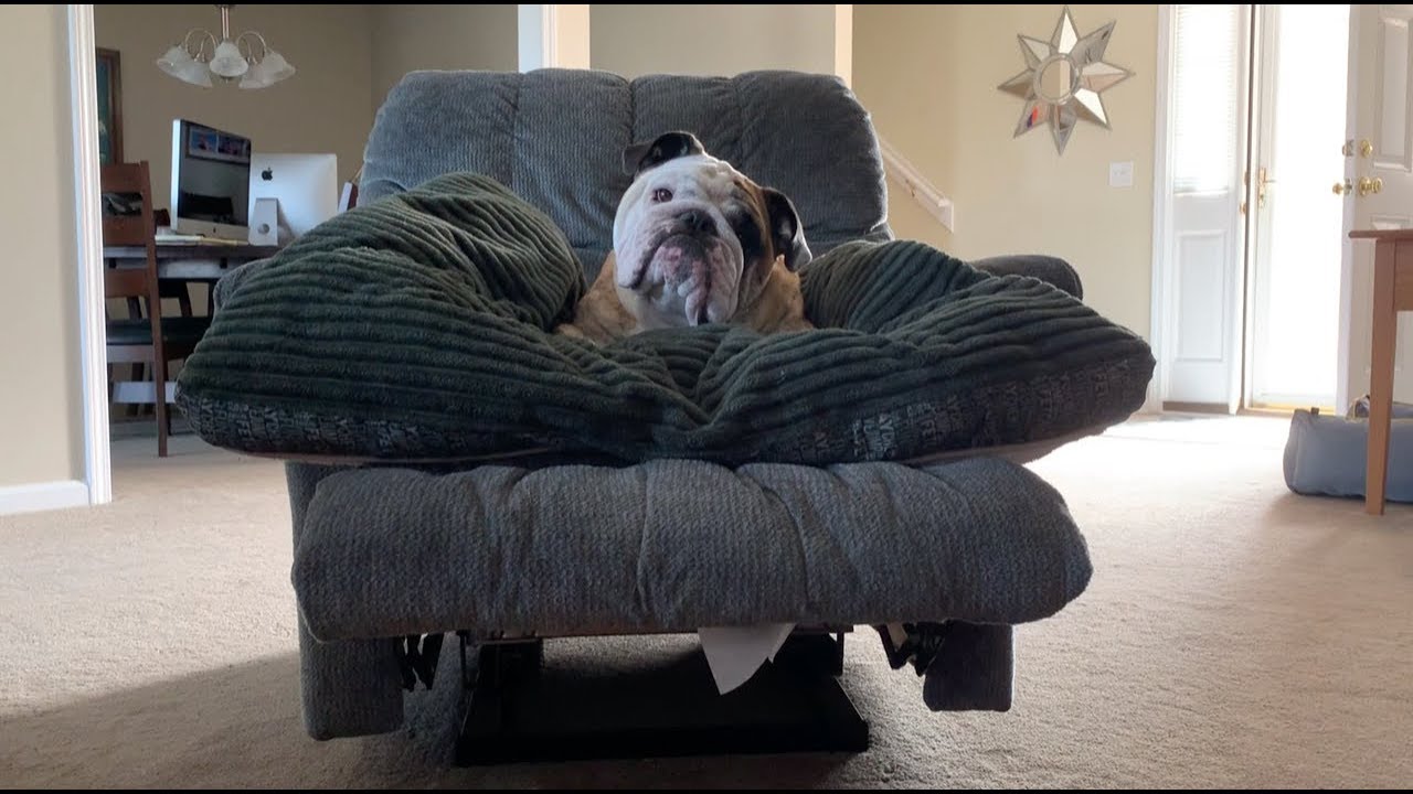 Reuben the Bulldog: Biding His Time british bulldog price