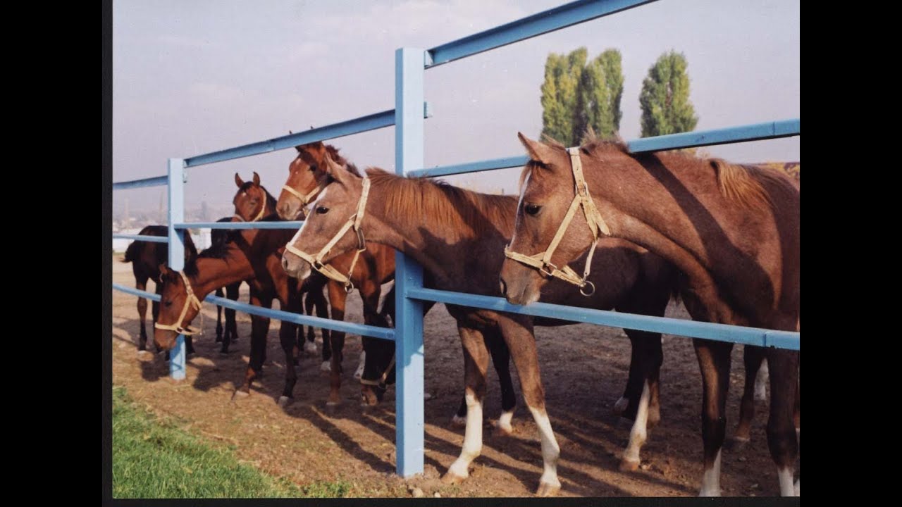РБК-Пермь: главная новость часа 03.08.16