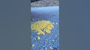 Crushing Crunchy & Soft Things by Car! #shorts #crushing #asmr #crunchy
