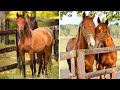 Cutest And funniest horse Videos Compilation cute moment of the horses - Horse world #14