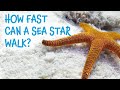 Great barrier reef  meet the locals with divers den indian sea star