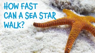 Great Barrier Reef - Meet the locals with Divers Den [Indian Sea Star]