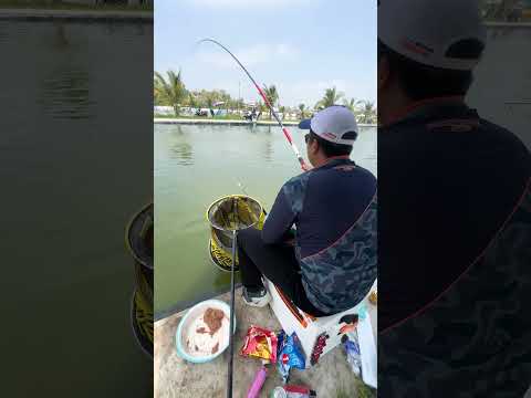 MỒI VUỐT BỐC CÁ CÙNG BỘT TƠ NHỆN KIM LONG | VIETNAM FISHING TV