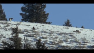 Yellowstone National Park - Rescue Creek Pack - Feb 2022