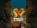 क्या आपने कभी ऐसा जानवर देखा है… जहां मर्द प्रेग्नेंट होता है? #seahorse #facts