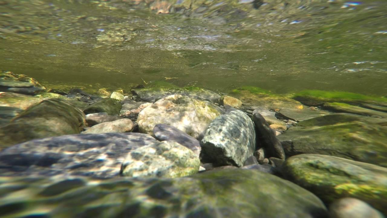 Salmon run juneau ak 2016 YouTube