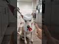 What should chef Yuki make next?🐶🍳🧑🏼&zwj;🍳#dog #dogshorts #pets #cooking #funny #doglife #funnydog