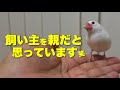 文鳥が親子だと思っている人にだけ見せるしぐさ【4選】